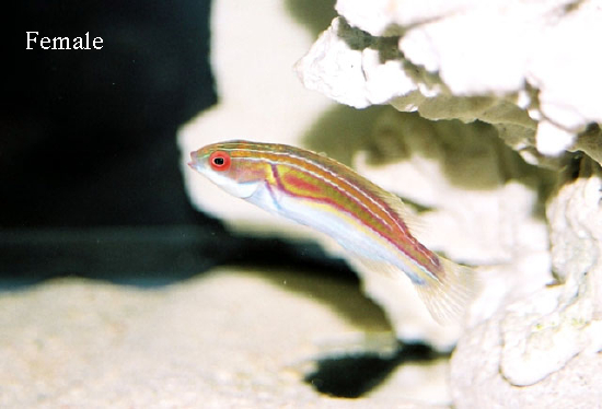  Cirrhilabrus laboutei (Laboute's Fairy Wrasse)